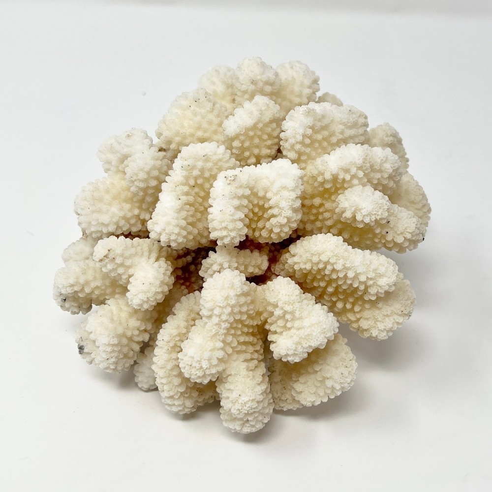 Natural White Cauliflower Coral Specimen Coastal Home Decor Nautical Accent READ
